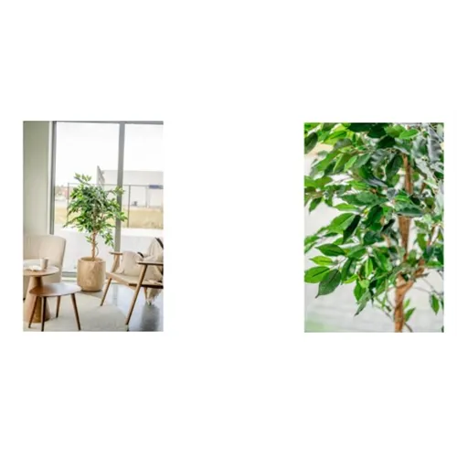 EASYPLANTS KUNSTPLANT FICUS GROEN 150cm