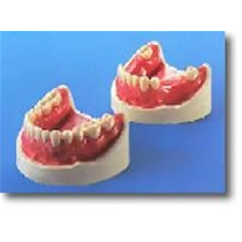 MORITA SINGLE MODELS OF LOWER JAW NR.8361
