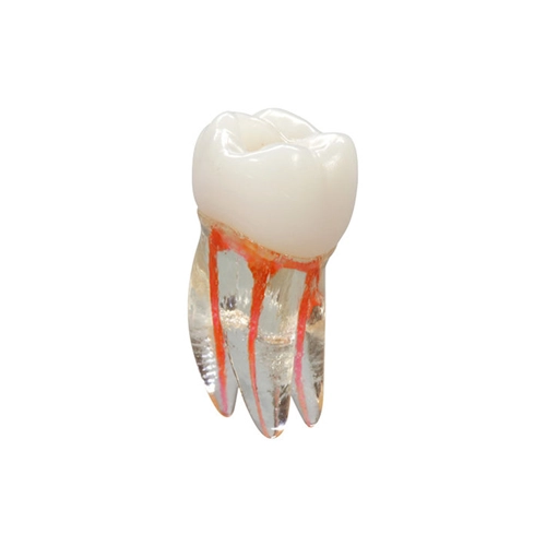 VDW ENDO TRAINING TOOTH