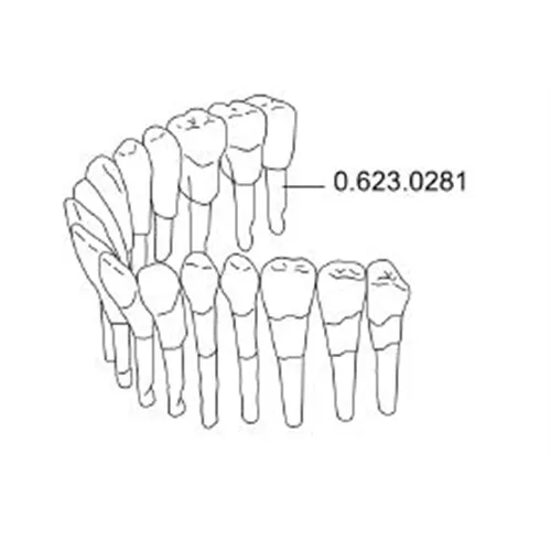 KAVO MODELTANDEN SET (32st) REF 0.623.0281