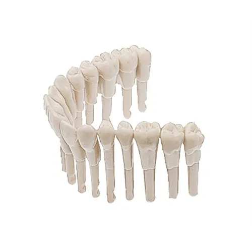 KAVO SIMULATIEMODEL ELEMENT 3-4 PREMOLAREN (10st) 0.623.1344