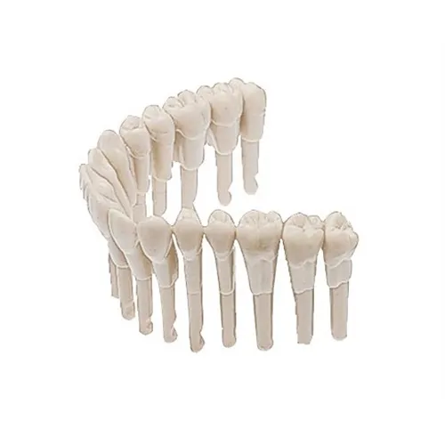 KAVO SIMULATIEMODEL ELEMENT 3-7 MOLAREN (10st) 0.623.1374