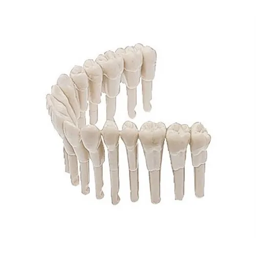 KAVO SIMULATIEMODEL ELEMENT 4-4 PREMOLAREN (10st) 0.623.1444